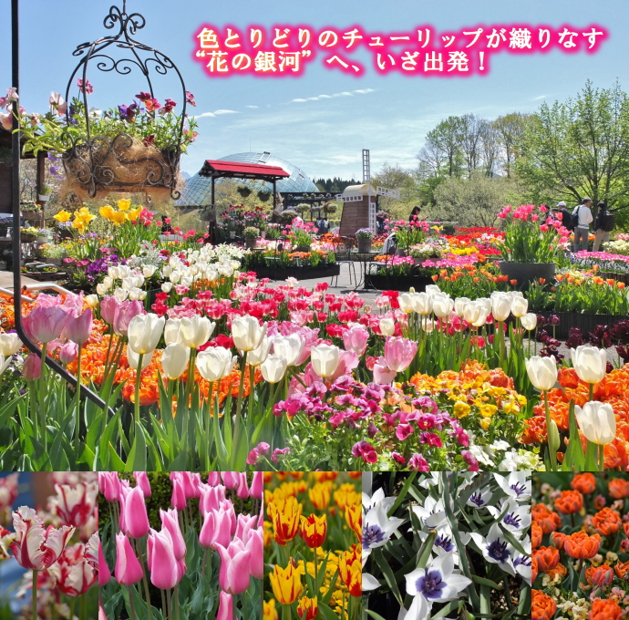 P01544.jpg花①