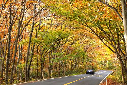 【紅葉・見ごろ】奥大山ブナのトンネル