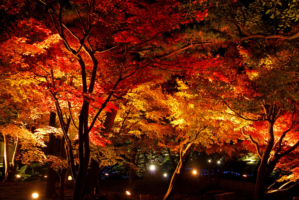 紅葉の由志園　夜間観賞会　紅葉ライトアップ