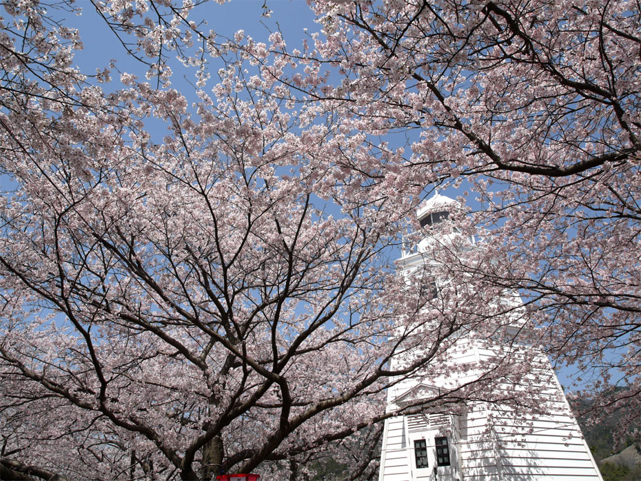 境台場公園の桜