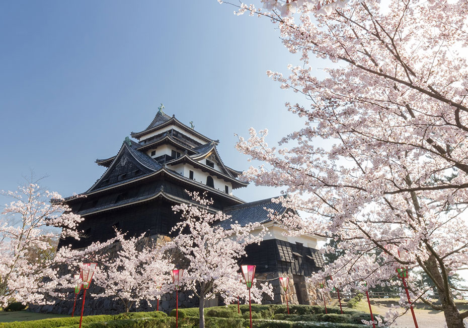 松江城山公園の桜